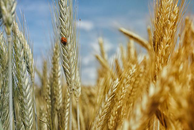 Grains